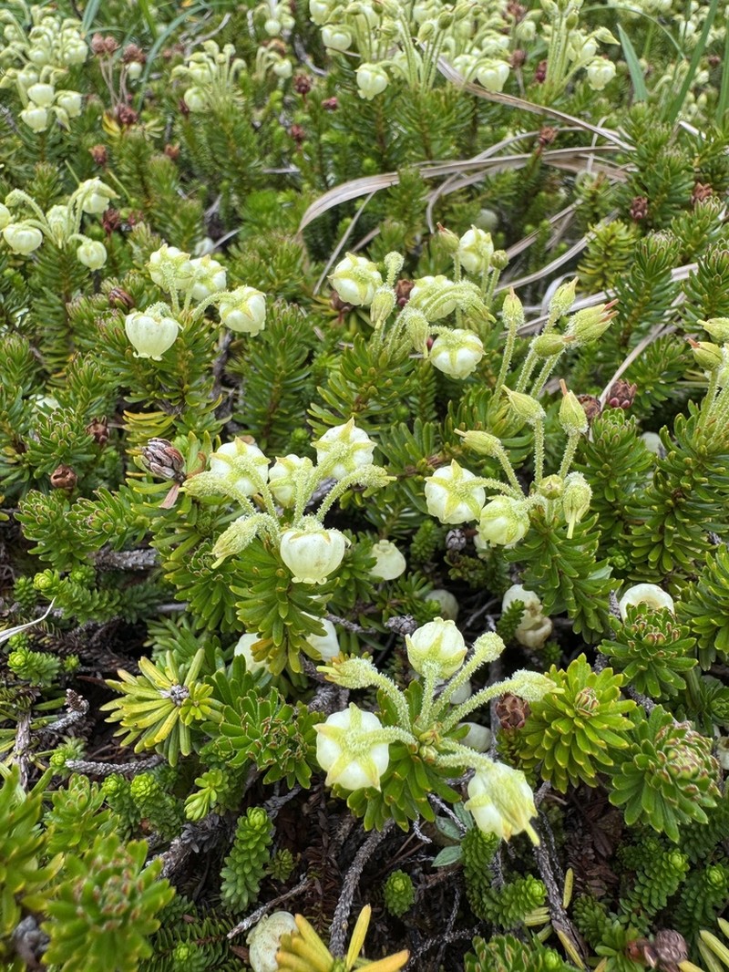 Aleutian Mountainheath photo 2