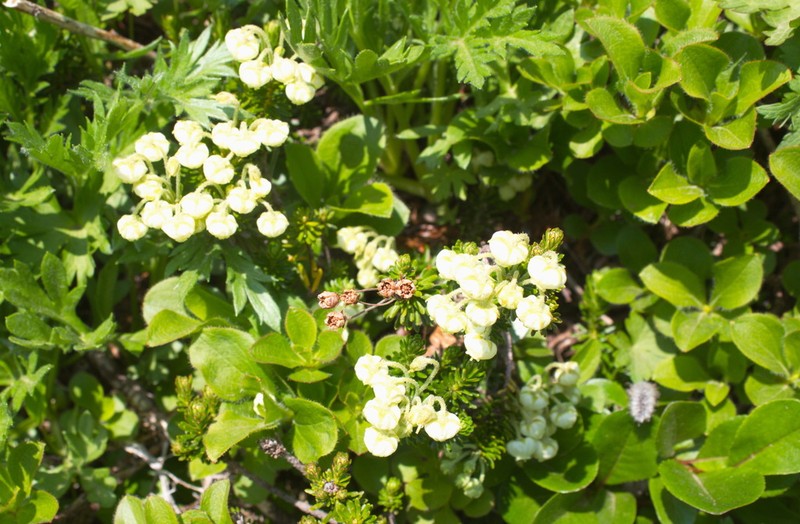 Aleutian Mountainheath photo 4