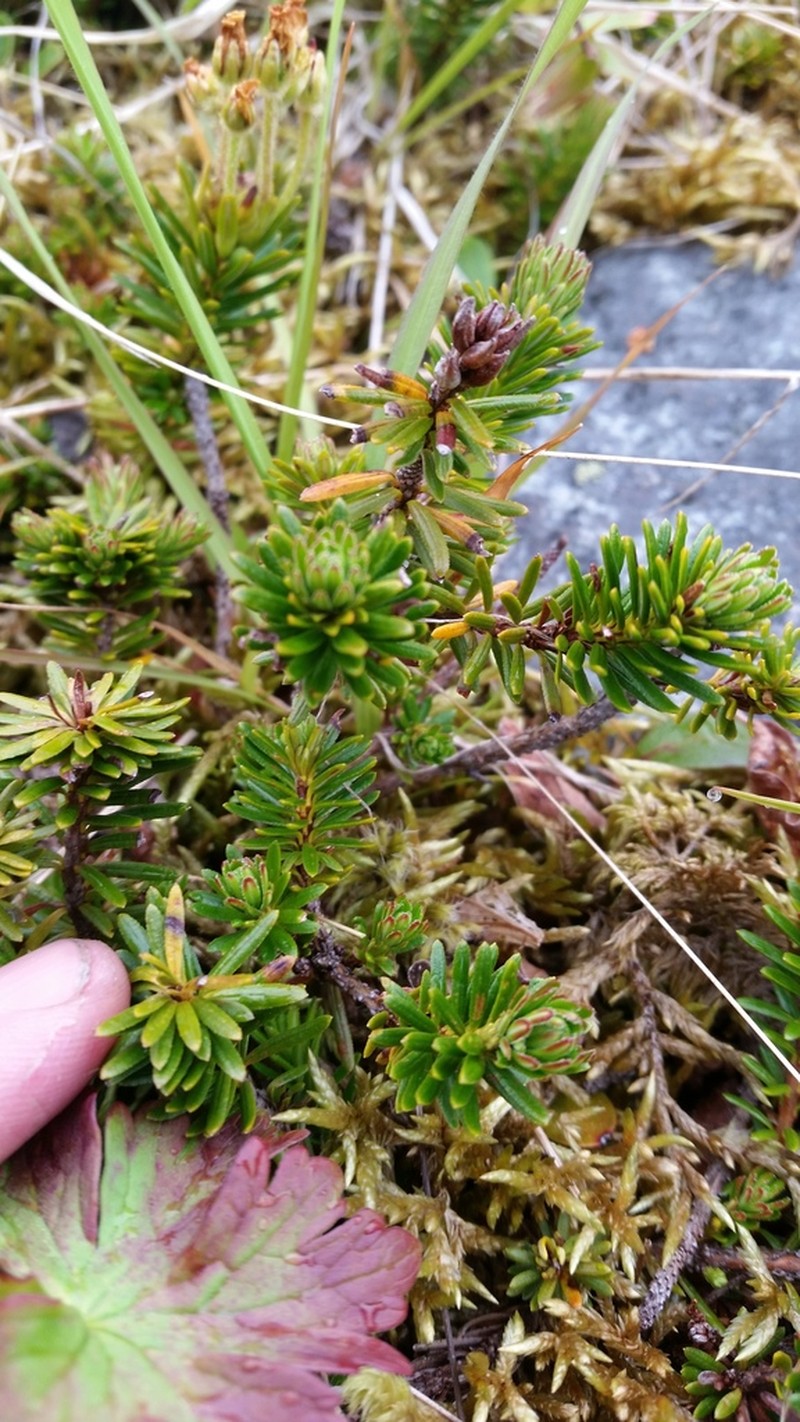 Aleutian Mountainheath photo 5