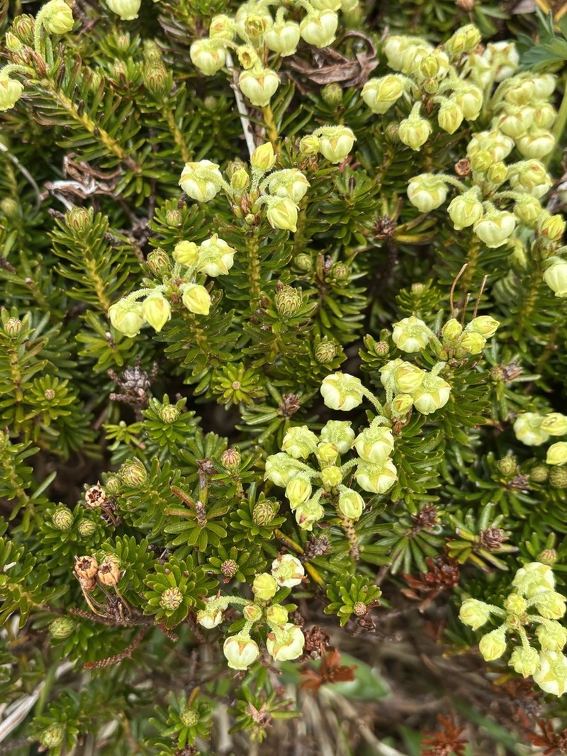 Aleutian Mountainheath photo 6