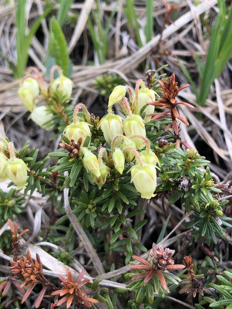 Aleutian Mountainheath photo 7
