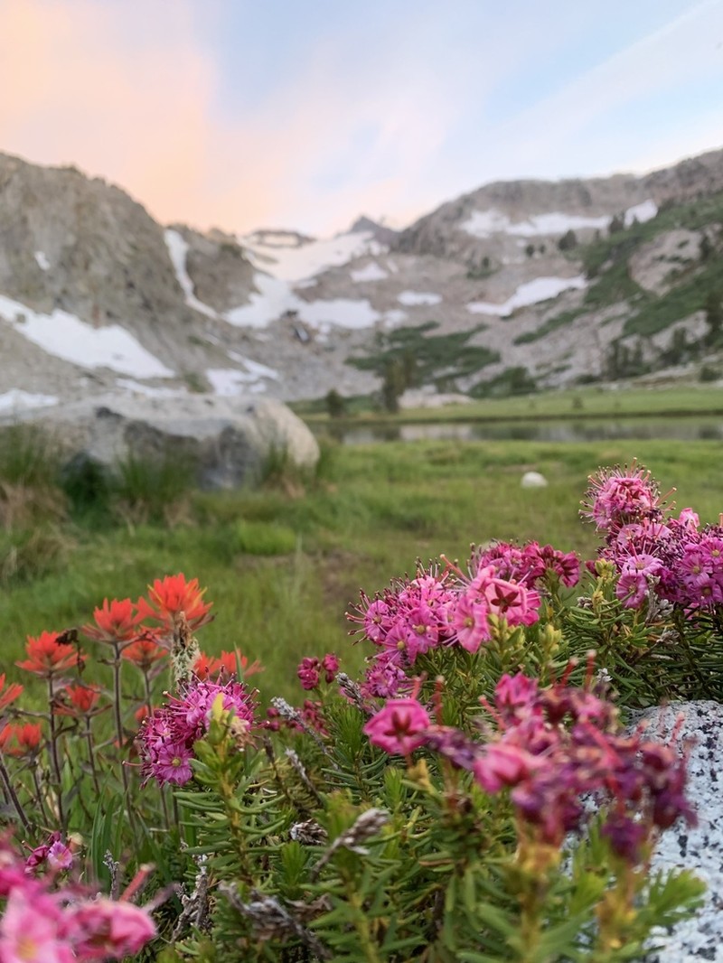 Purple Mountainheath photo 2