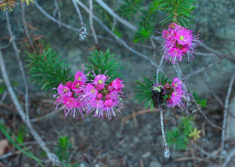 Purple Mountainheath photo 3