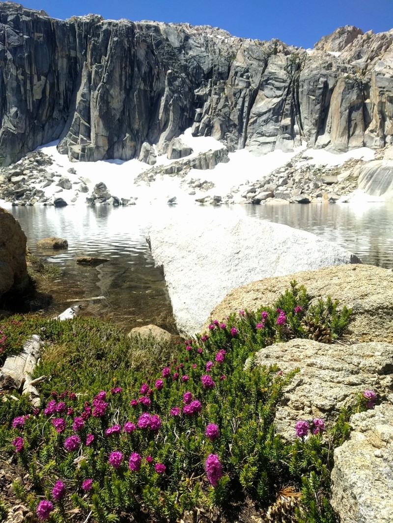 Purple Mountainheath photo 4
