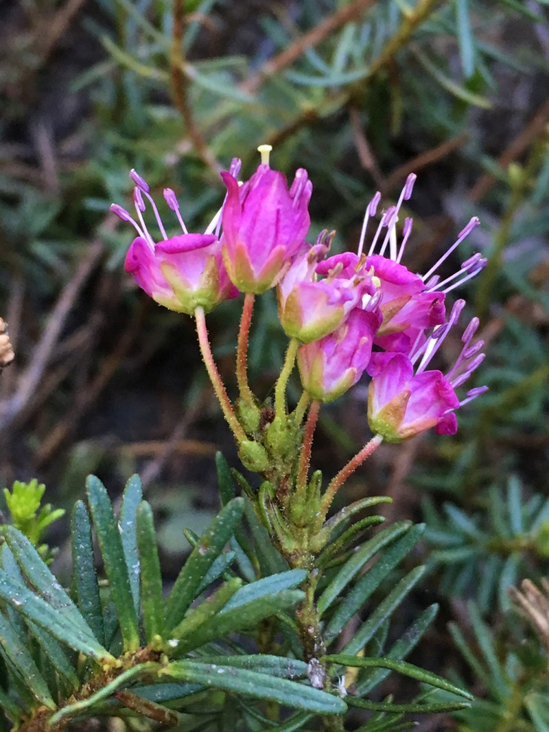 Purple Mountainheath photo 5
