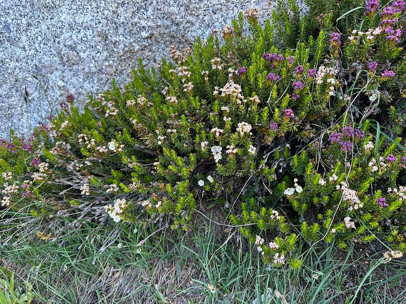 Purple Mountainheath photo 6