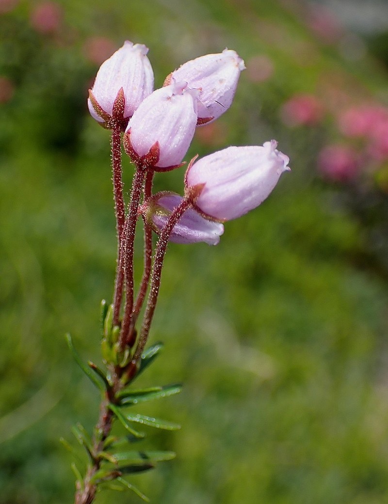 Blue Mountainheath photo 2