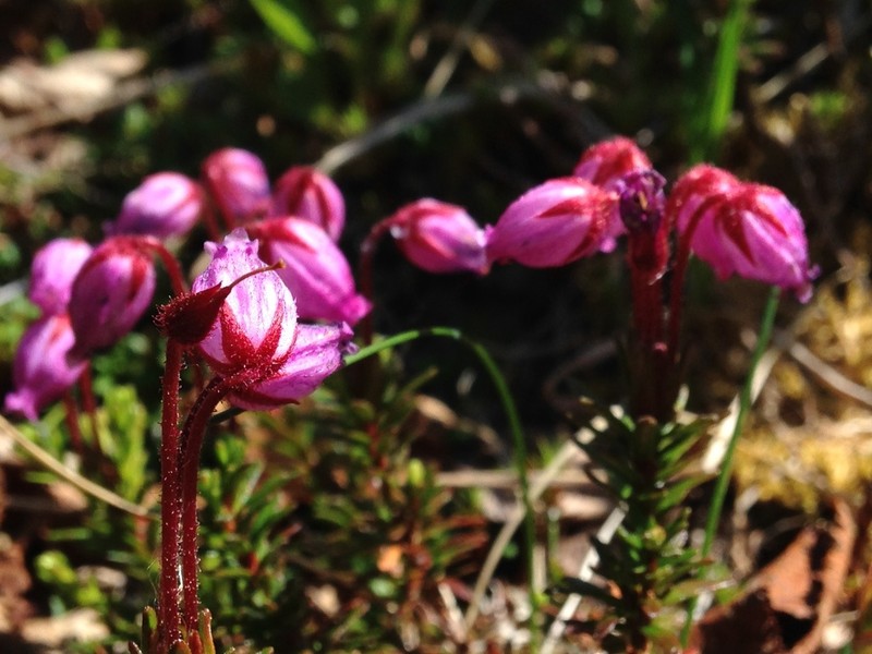 Blue Mountainheath photo 3