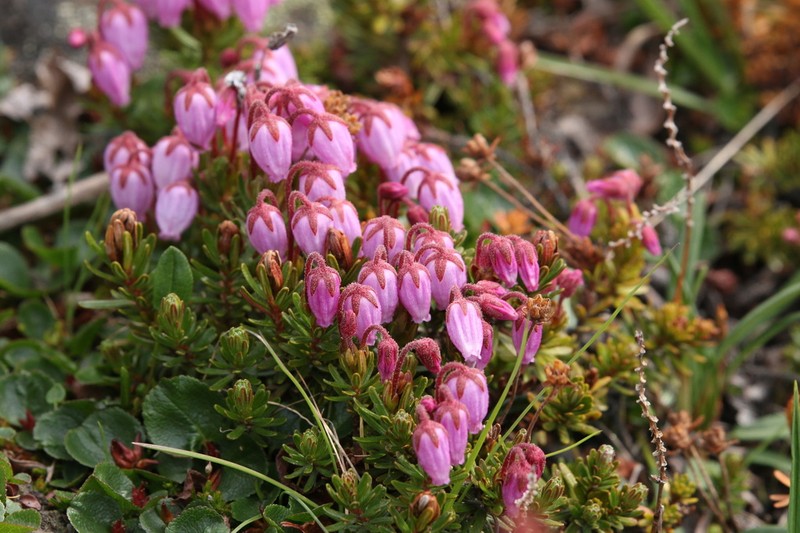Blue Mountainheath photo 4