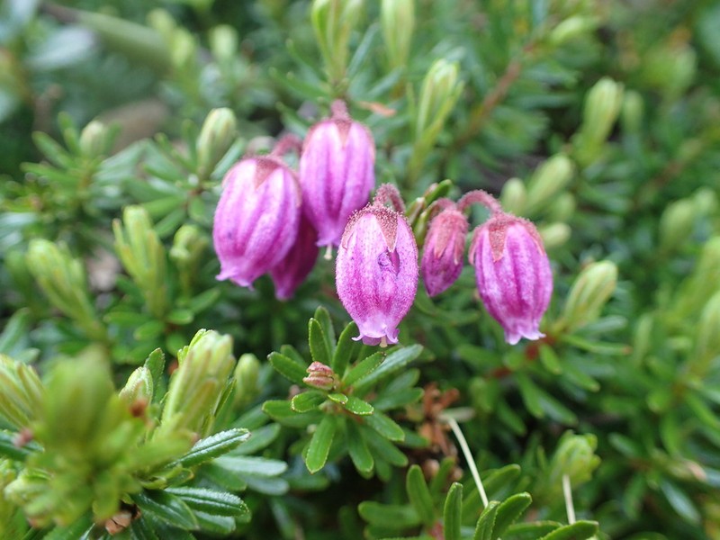 Blue Mountainheath photo 5