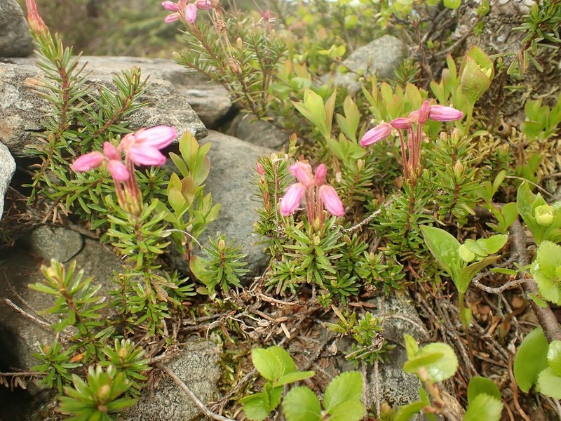 Blue Mountainheath photo 6