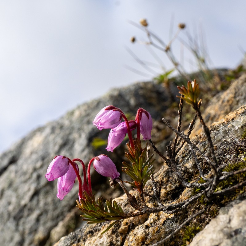 Blue Mountainheath photo 7