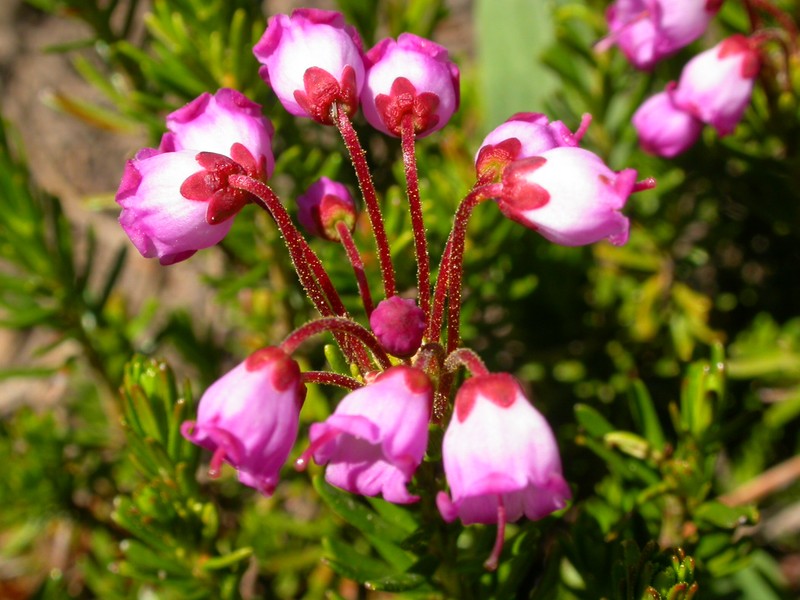 Pink Mountainheath photo 4