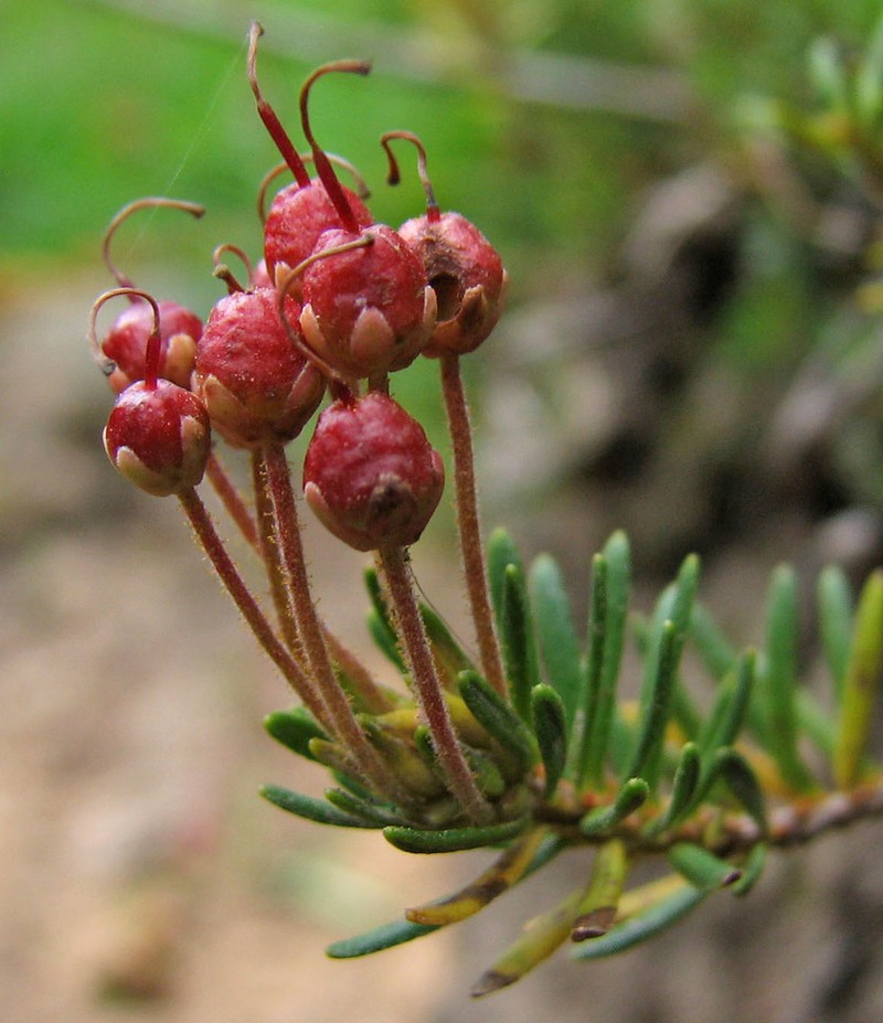 Pink Mountainheath photo 3
