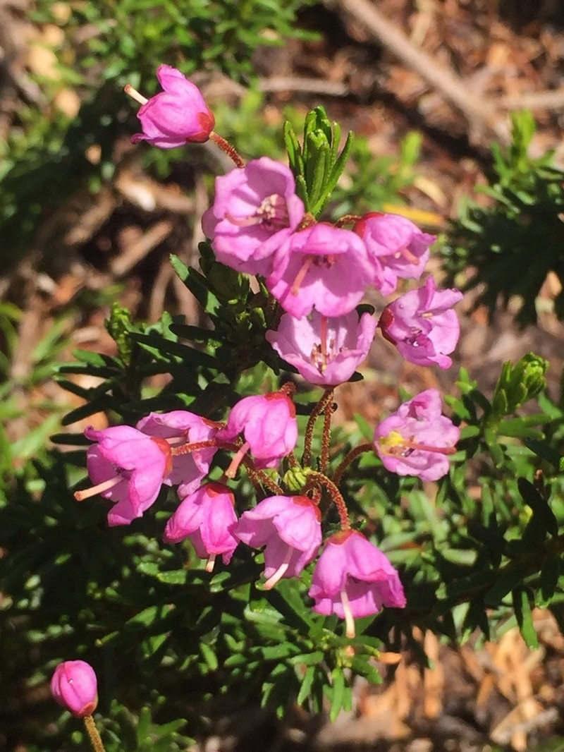 Pink Mountainheath photo 4
