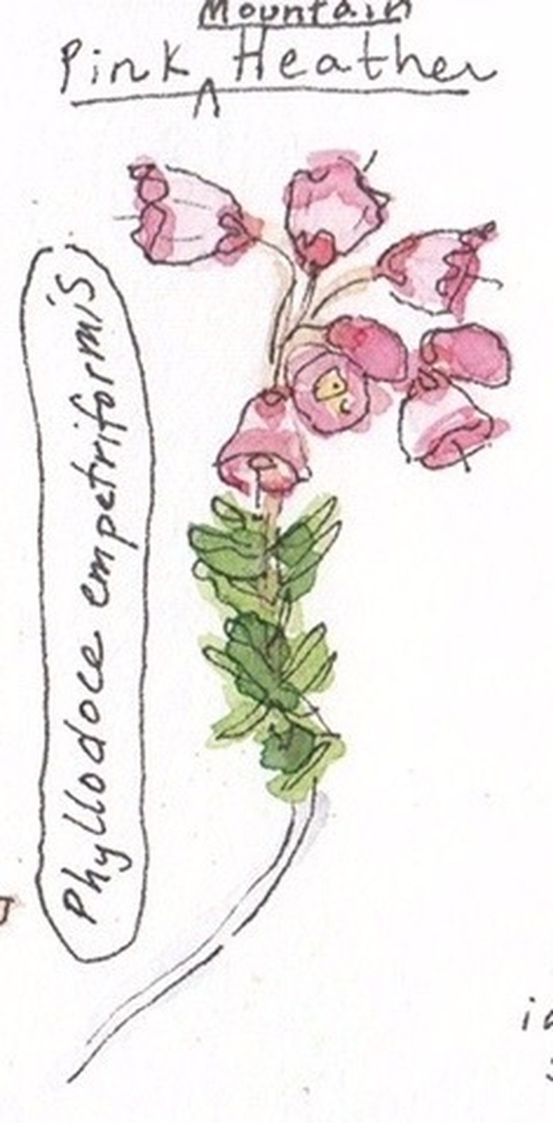Pink Mountainheath photo 5