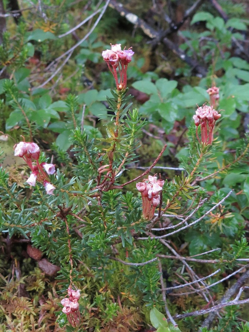 Pink Mountainheath photo 6