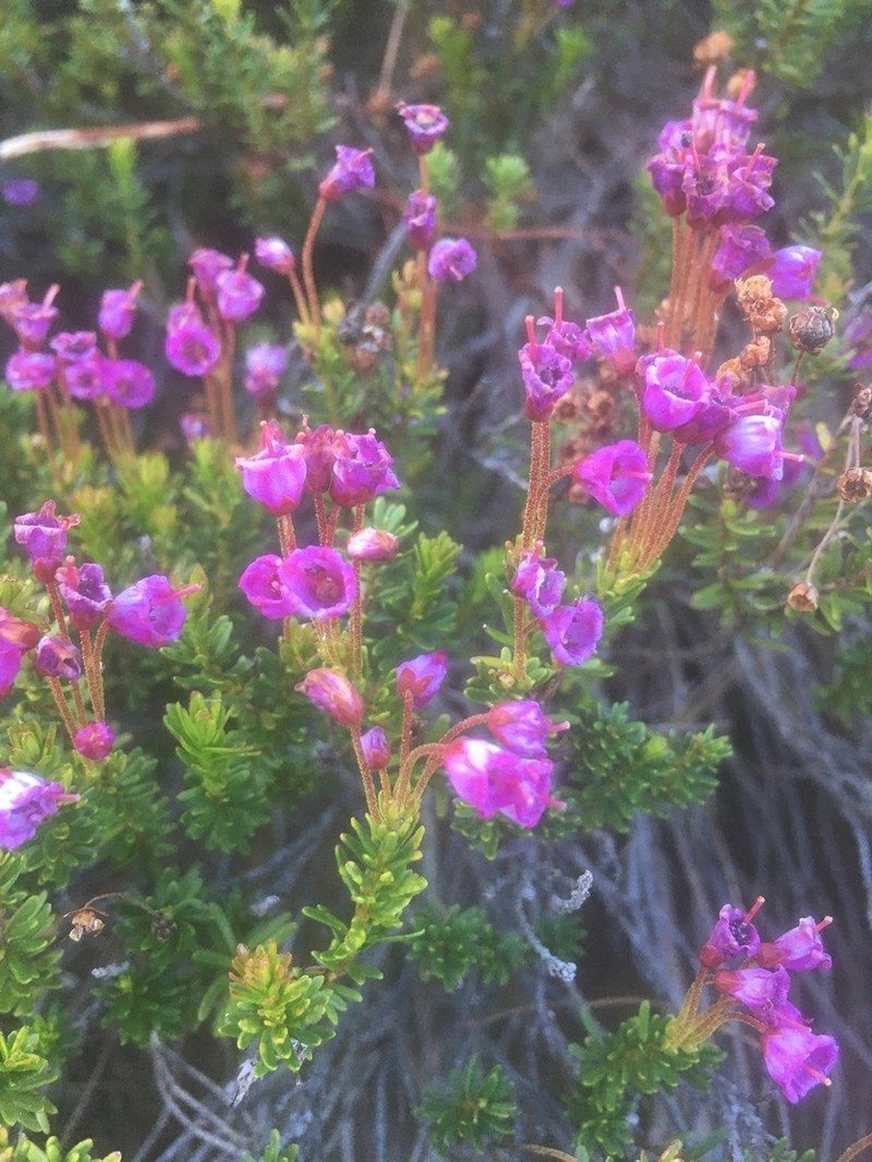 Pink Mountainheath photo 7