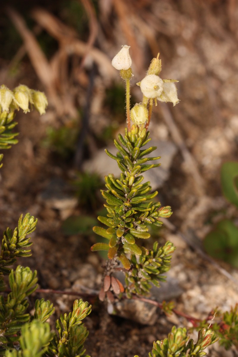 Yellow Mountainheath photo 2