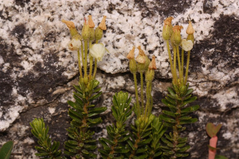 Yellow Mountainheath photo 3