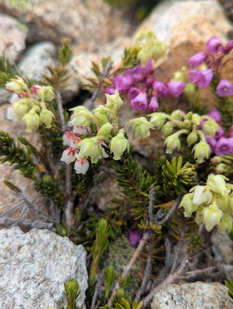 Yellow Mountainheath