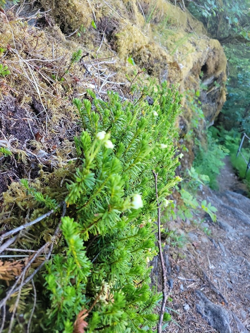 Yellow Mountainheath photo 2