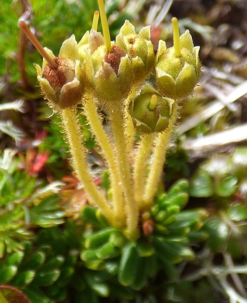 Yellow Mountainheath photo 3