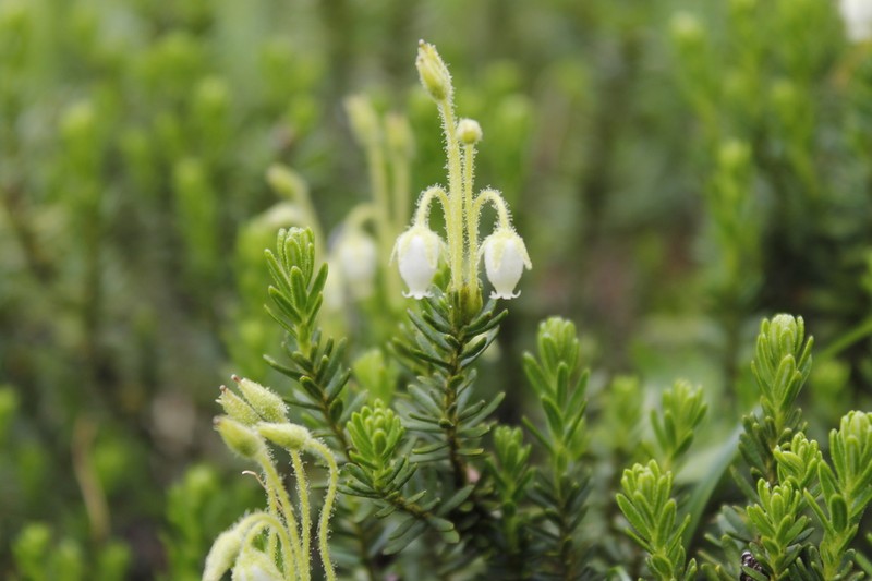 Yellow Mountainheath photo 4
