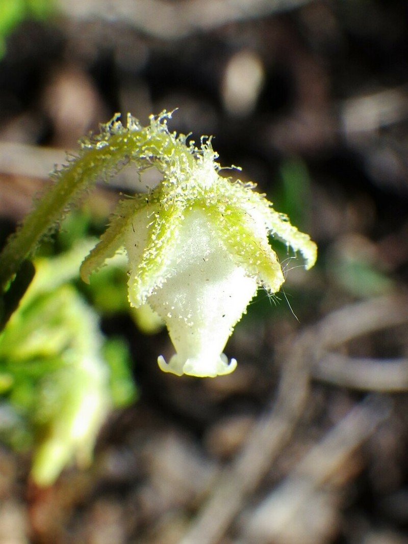 Yellow Mountainheath photo 5