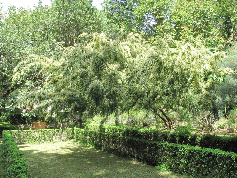 Mountainheath photo 2
