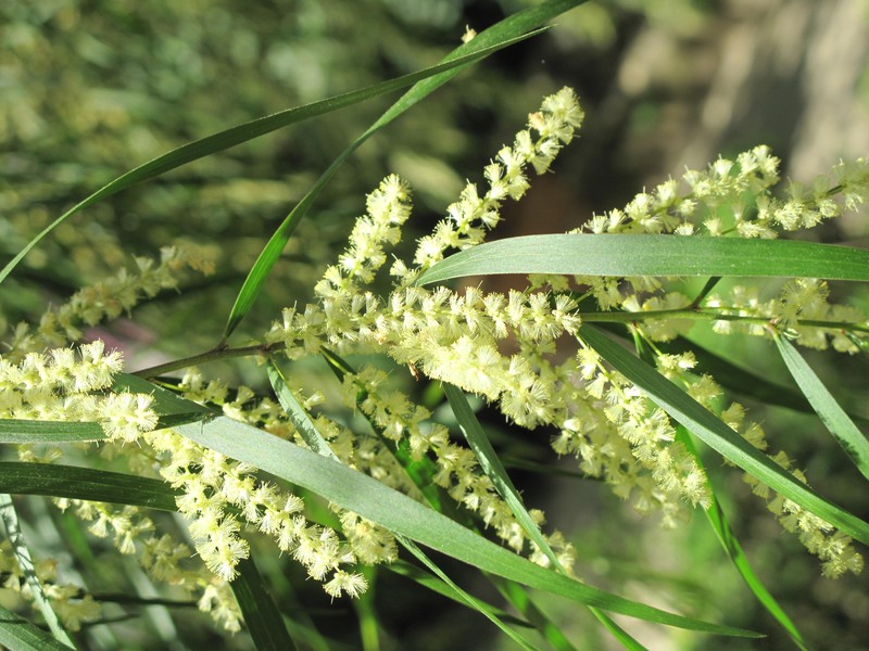 Mountainheath photo 3
