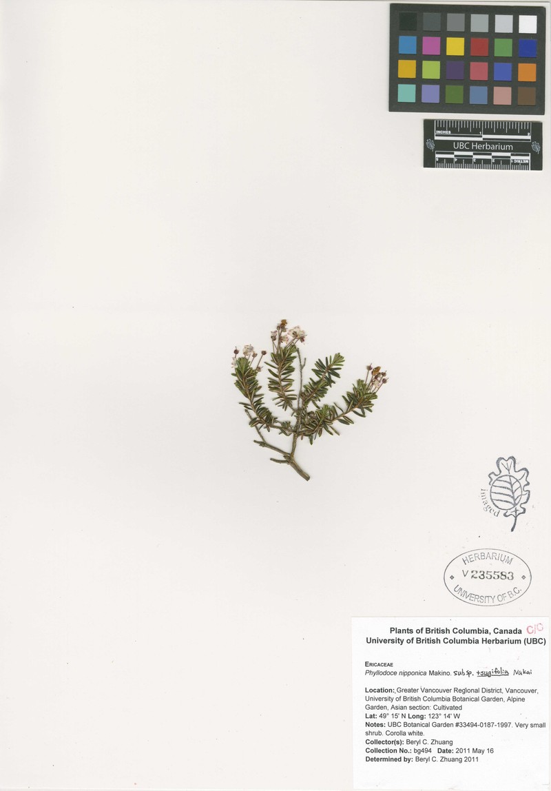 Phyllodoce nipponica subsp. tsugifolia