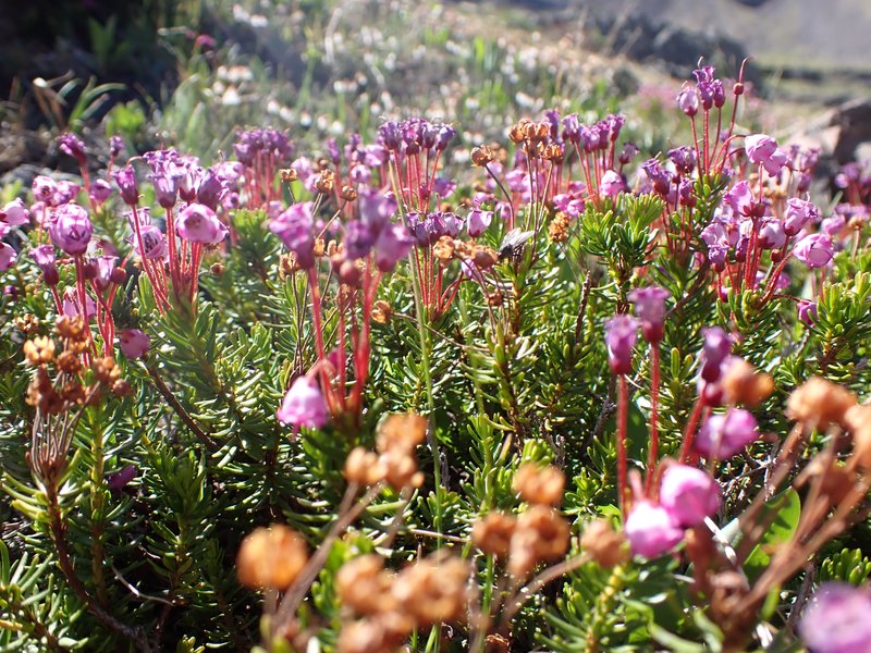 Mountainheath photo 4