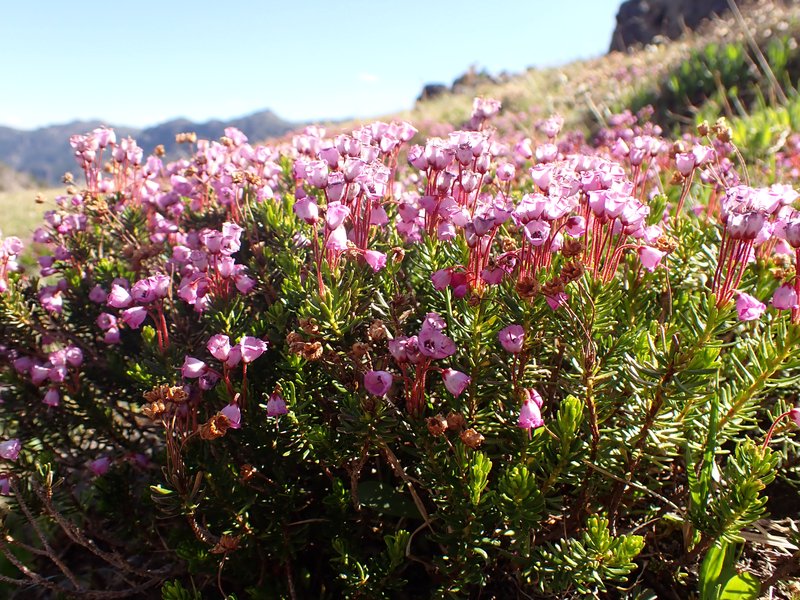 Mountainheath photo 5