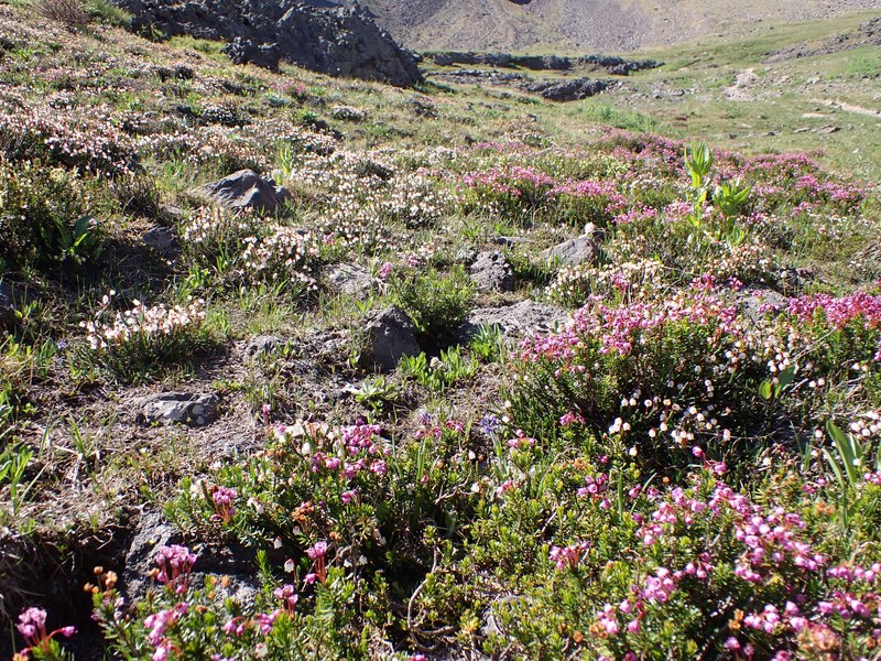 Mountainheath photo 6