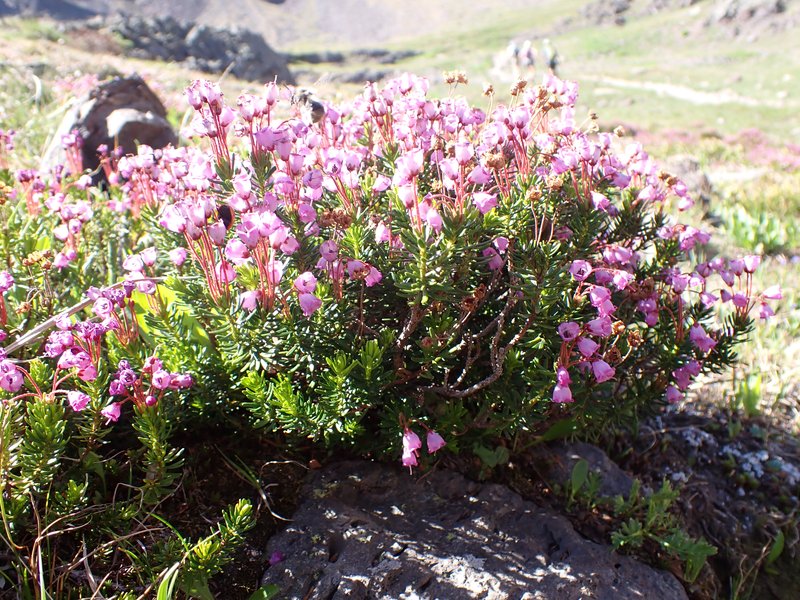Mountainheath photo 7