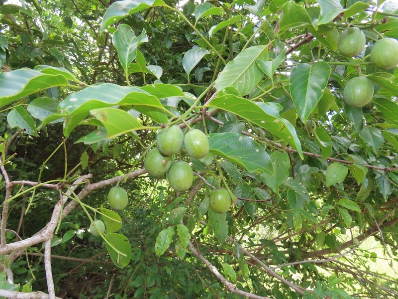 Phyllogeiton trachybasis