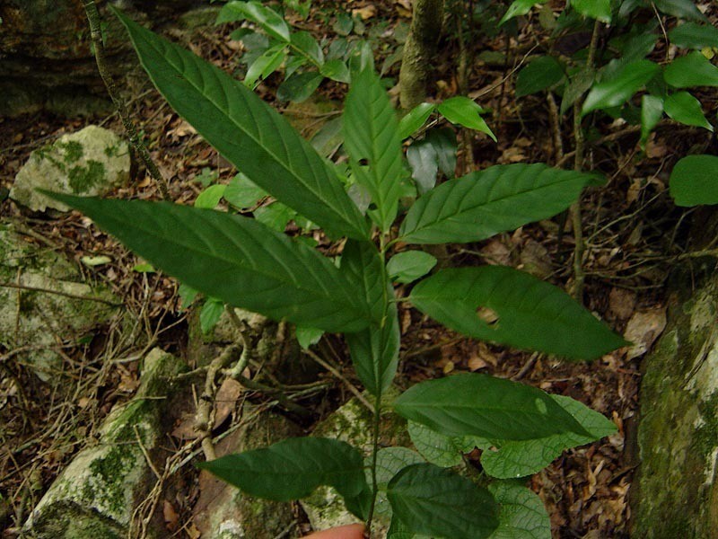 Phyllogeiton trachybasis photo 2