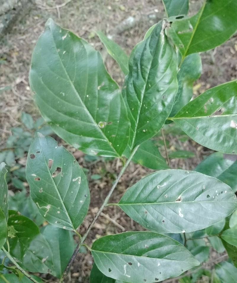 Phyllogeiton trachybasis photo 3