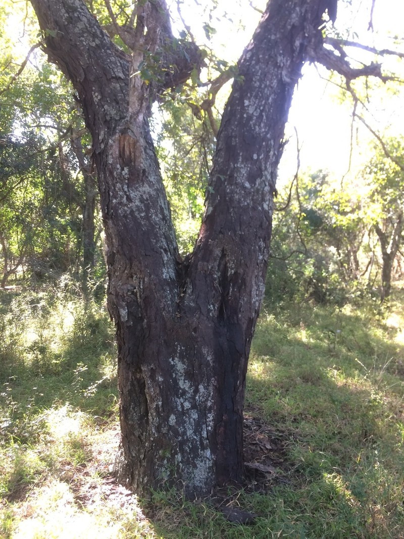 Phyllogeiton trachybasis photo 5