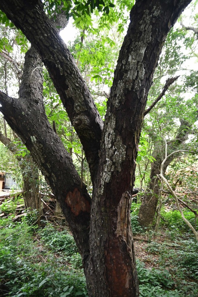Phyllogeiton trachybasis photo 7