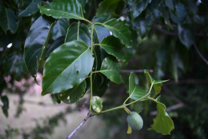 Phyllogeiton trachybasis photo 8