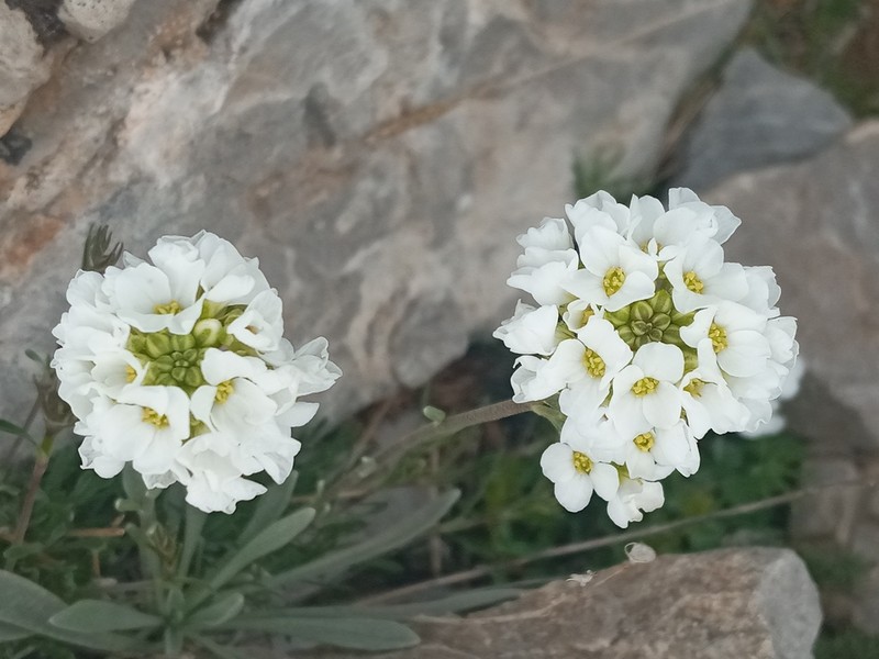 Phyllolepidum cyclocarpum