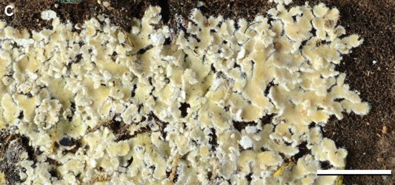 Phyllopsora buettneri