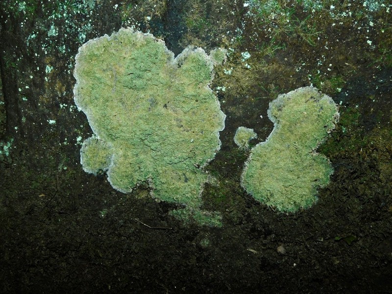 Phyllopsora Lichen