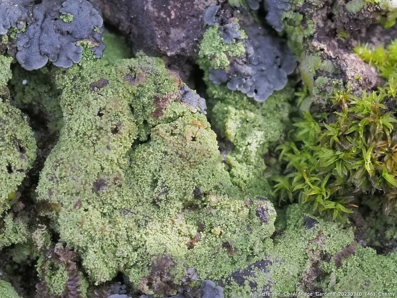 Phyllopsora Lichen photo 2