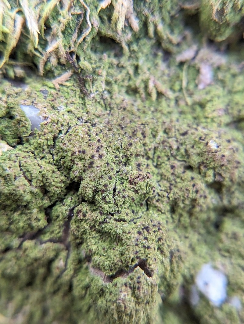 Phyllopsora Lichen photo 3
