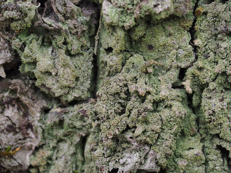 Phyllopsora Lichen photo 4
