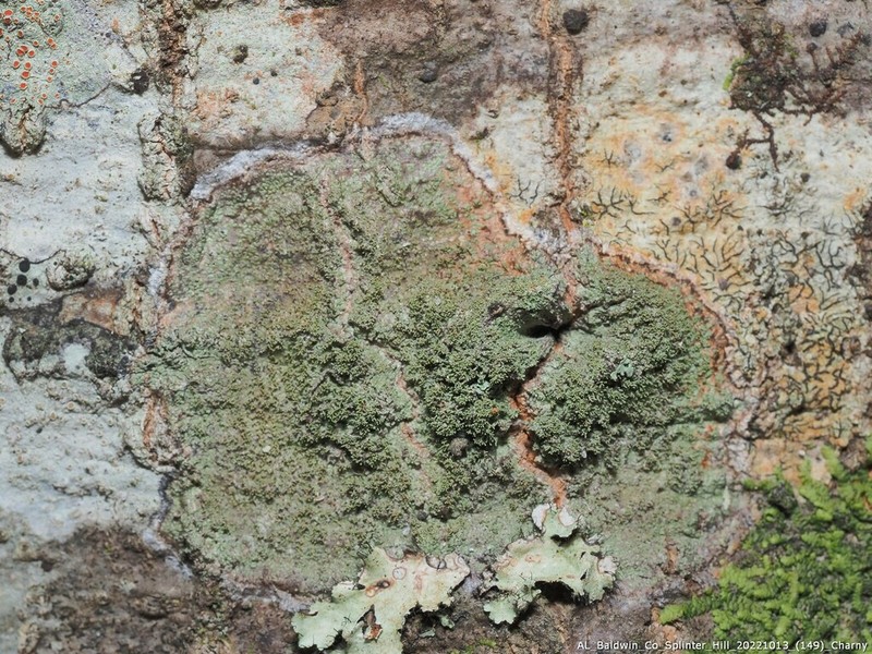 Phyllopsora Lichen photo 5