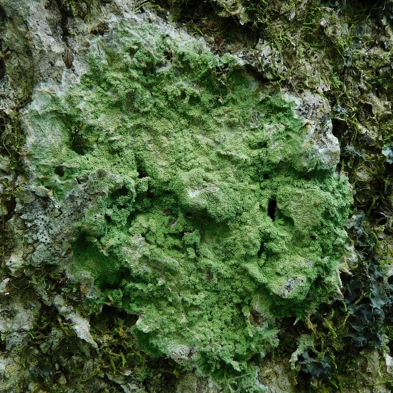 Phyllopsora Lichen photo 6